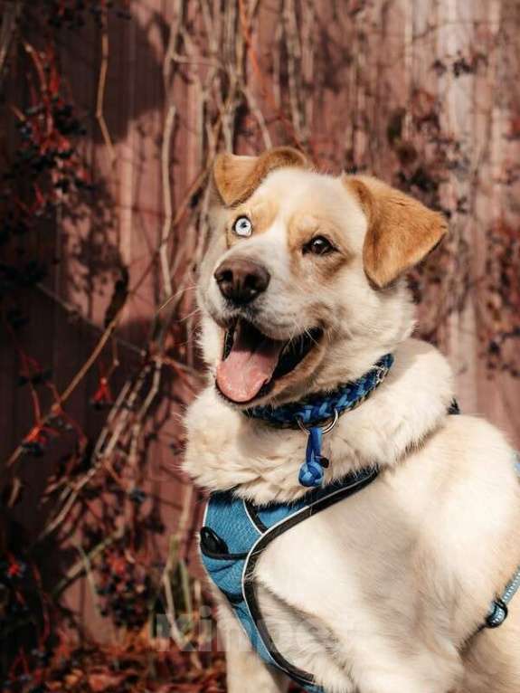 Собаки в Москве: Голубоглазый метис ретривера Софус в добрые руки Мальчик, 1 руб. - фото 3