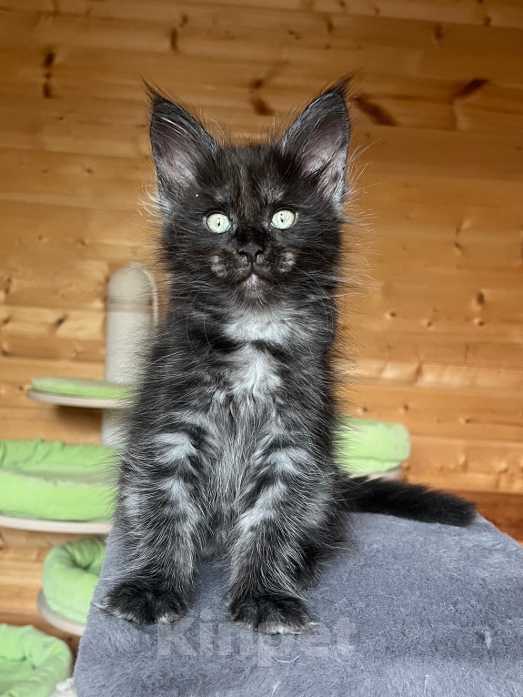 Кошки в других городах Московской области: Котята Девочка, 50 000 руб. - фото 2