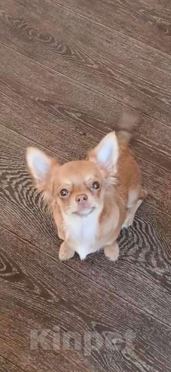 Собаки в Хабаровске: Мальчик чихуахуа с документами  Мальчик, 50 000 руб. - фото 5