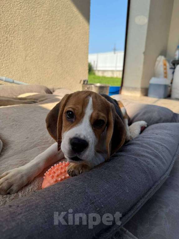 Собаки в Струнино: Бигль щенок  Мальчик, 40 000 руб. - фото 2