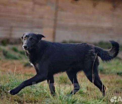 Собаки в Москве: Люк Мальчик, Бесплатно - фото 2