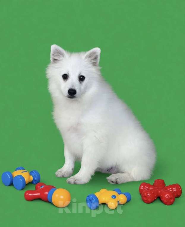 Собаки в Москве: Кобель японского шпица Мальчик, 50 000 руб. - фото 2