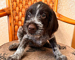 Собаки в Владивостоке: Продаются щенки немецкой жёстко-шёрстной континентальной легавой породы дратхаар Девочка, 35 000 руб. - фото 4