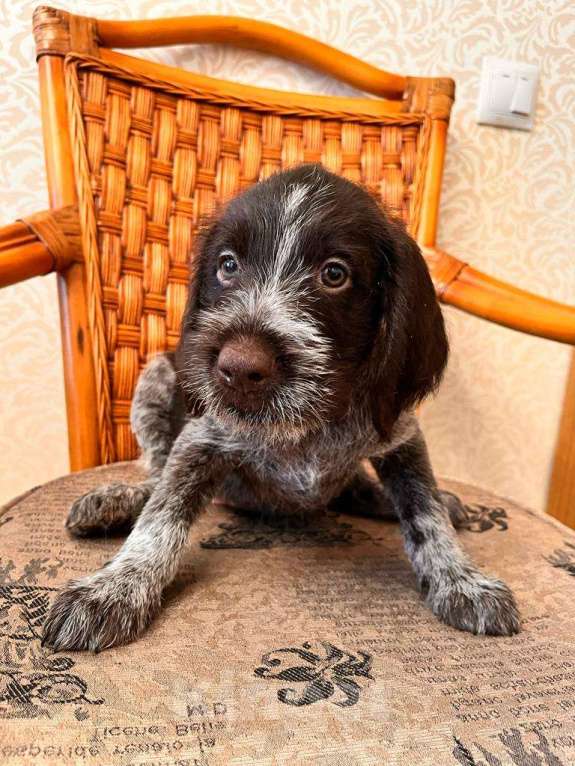 Собаки в Владивостоке: Продаются щенки немецкой жёстко-шёрстной континентальной легавой породы дратхаар Девочка, 35 000 руб. - фото 4