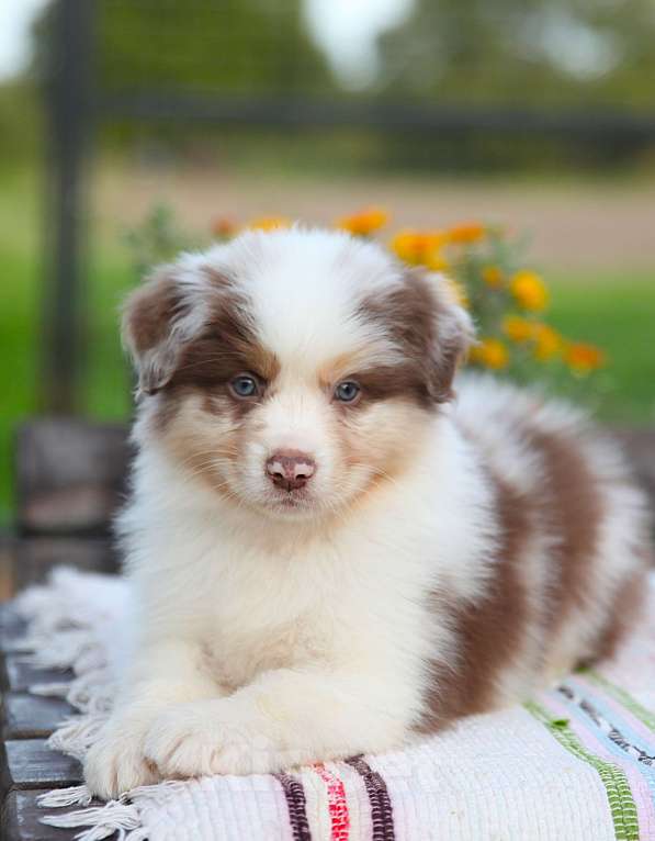 Собаки в других городах Владимирской области: породные щенки австралийской овчарки Мальчик, 100 000 руб. - фото 4