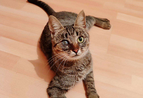 Кошка Бусинка ищет дом!