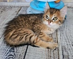 Кошки в Москве: Котёнок необычного окраса в добрые руки Мальчик, Бесплатно - фото 9