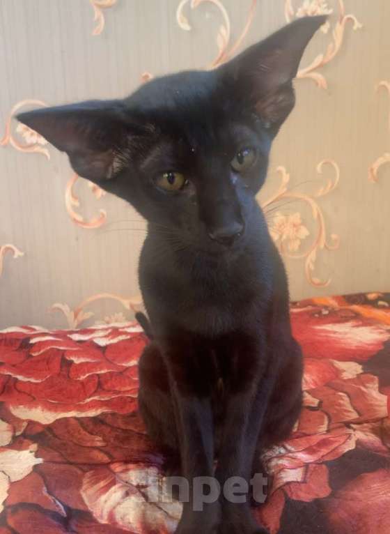 Кошки в Москве: Ориентальный котенок Девочка, Бесплатно - фото 2