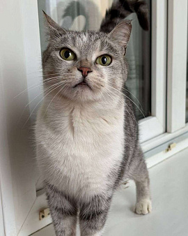 Хозяева выбросили кошечку и запрещают пускать ее погреться