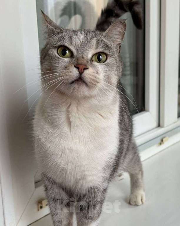 Кошки в Москве: Хозяева выбросили кошечку и запрещают пускать ее погреться Девочка, Бесплатно - фото 1