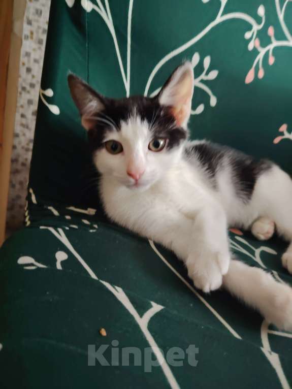 Кошки в Москве: Отдам в  хорошие руки Мальчик, 100 руб. - фото 1