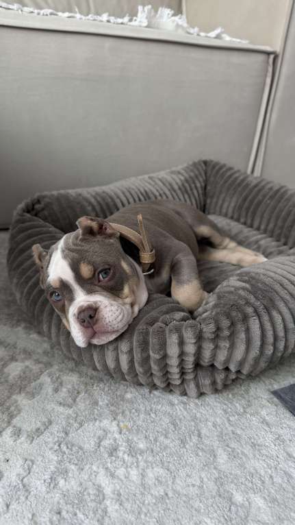 Собаки в Одинцово: Продам щенка , американский булли покет Девочка, 100 000 руб. - фото 3