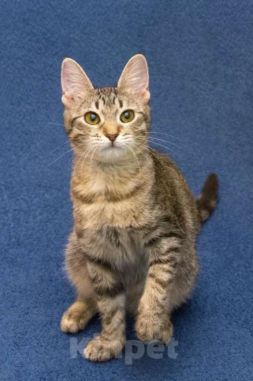 Кошки в Москве: Котенок девочка в добрые руки Девочка, 10 руб. - фото 7