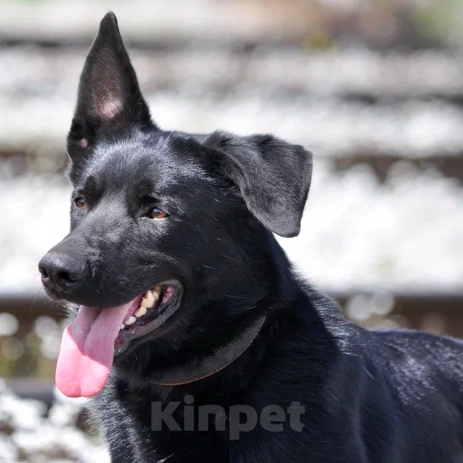 Собаки в Москве: Дик Мальчик, Бесплатно - фото 2