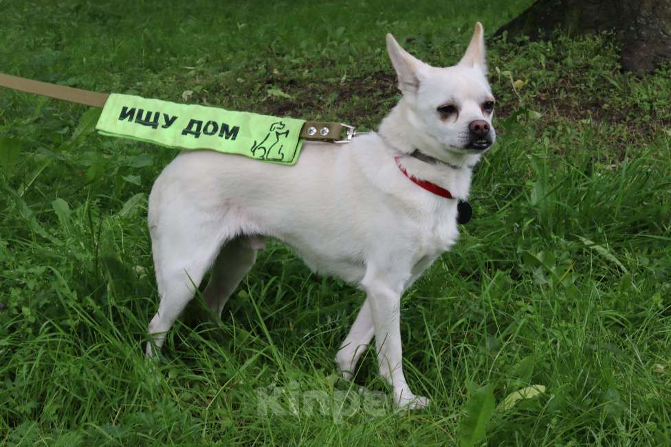 Собаки в Санкт-Петербурге: Маленький джентльмен весом 6 кг Мальчик, Бесплатно - фото 2