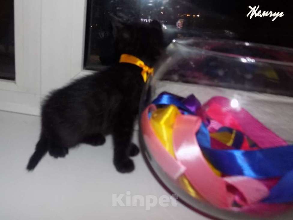 Кошки в Москве: Бомбейский мальчик Мальчик, 15 000 руб. - фото 1