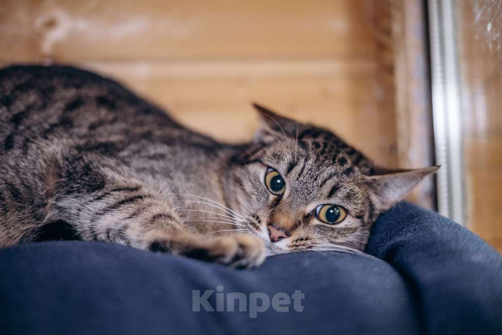 Кошки в Видном: Фрее нужен дом Девочка, Бесплатно - фото 3