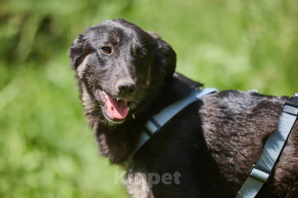 Собаки в Москве: Щенок Лана в дар! Девочка, Бесплатно - фото 1