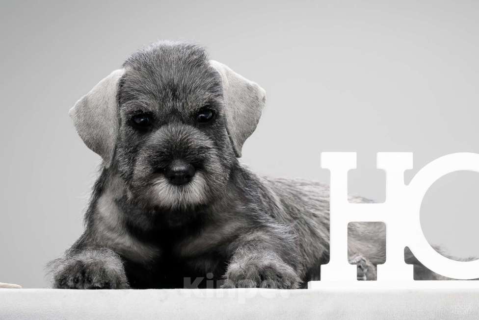 Собаки в Новосибирске: Щенки Среднего Шнауцера Девочка, 35 000 руб. - фото 3