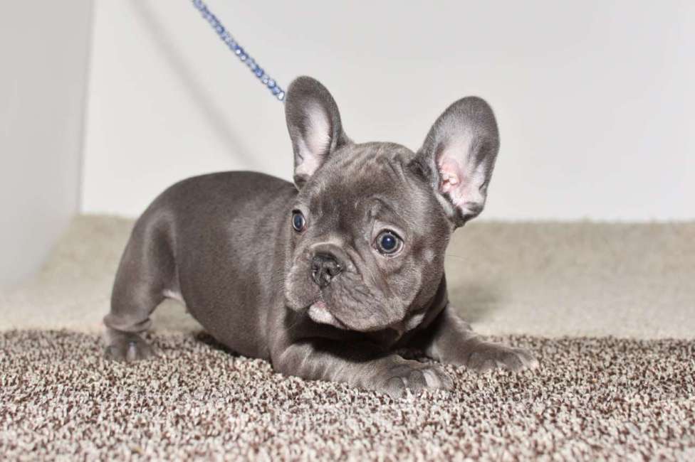 Собаки в Москве: Голубая девочка Девочка, 75 000 руб. - фото 10