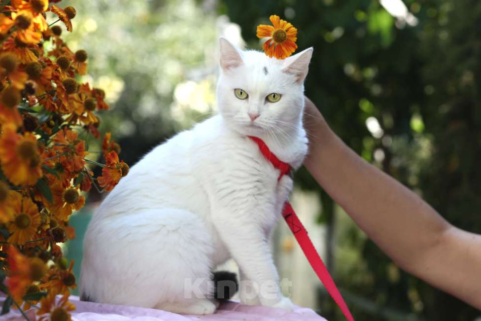 Кошки в Москве: Белоснежная кошечка в добрые руки  Девочка, Бесплатно - фото 4