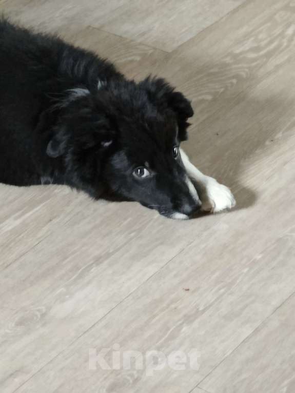 Собаки в Новосибирске: Бордер Колли Мальчик, Бесплатно - фото 3