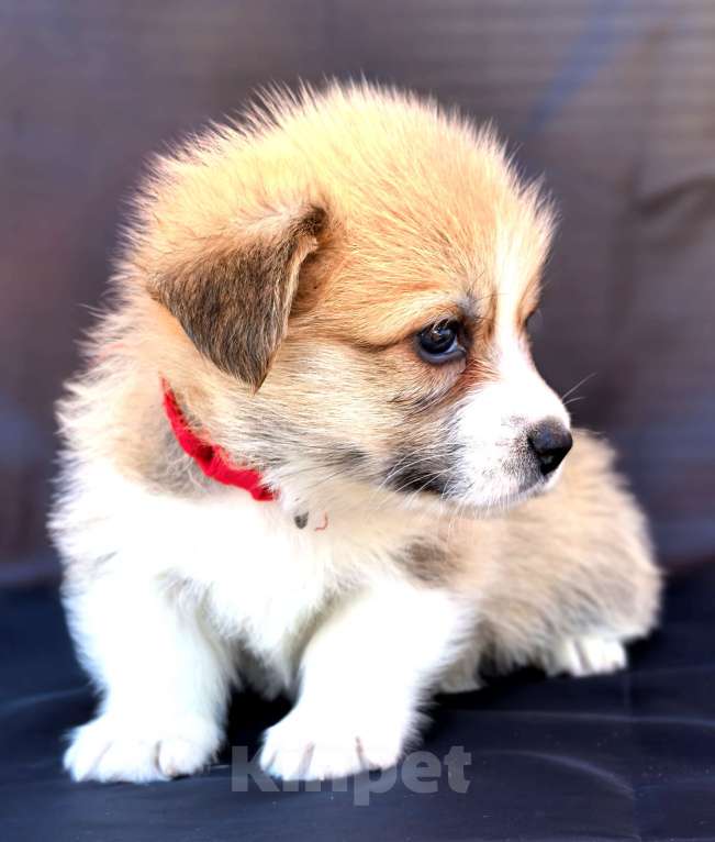 Собаки в Москве: Девочка вельш корги пемброк Девочка, 60 000 руб. - фото 4