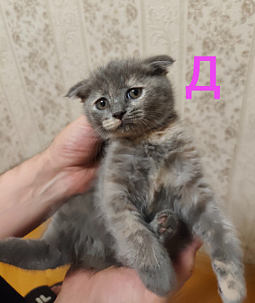 Шотландские котята