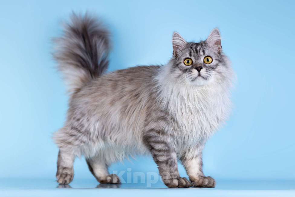 Кошки в Москве: Котенок Барабашка в добрые руки Мальчик, Бесплатно - фото 4