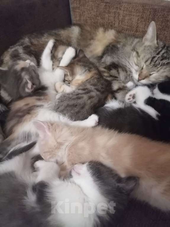 Кошки в Воронеже: Котик Мальчик, Бесплатно - фото 2