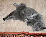 Кошки в Электростали: Вязка с Шотландским прямоухим котом Опытный, 3 000 руб. - фото 4