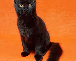 Кошки в Володарске: Котята Мейн кун, 100 руб. - фото 1