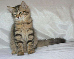 Кошки в Ливны: Сибирские котята, 25 000 руб. - фото 3