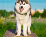Собаки в Москве: Кобель для Вязки/ фотосессия Мальчик, 70 000 руб. - фото 5