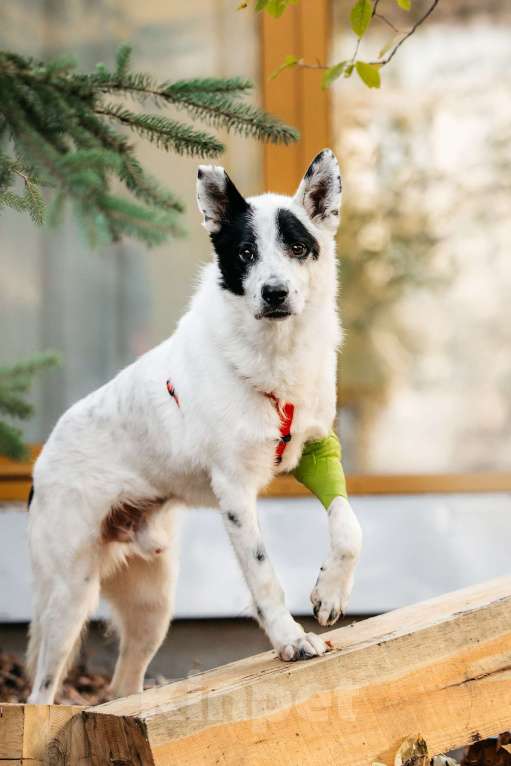 Собаки в Москве: Обаятельный аферист в поисках дома! Мальчик, Бесплатно - фото 6