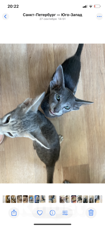 Кошки в Санкт-Петербурге: Ориентальные котята Мальчик, 49 000 руб. - фото 4