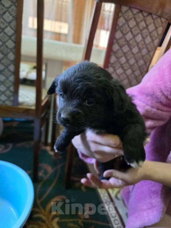 Собаки в Курганинске: Отдам в добрые руки щенков Девочка, Бесплатно - фото 4