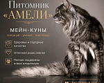 Кошки в Новосибирске: Котята мейн кун Девочка, 50 000 руб. - фото 10