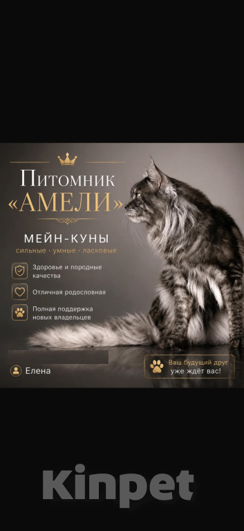 Кошки в Новосибирске: Котята мейн кун Девочка, 50 000 руб. - фото 10