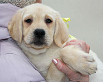 Собаки в других городах Липецкой области: Щенок лабрадора Холлабвууд'с Пиппа Девочка, 60 000 руб. - фото 5