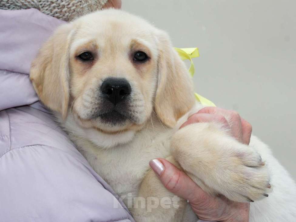 Собаки в других городах Липецкой области: Щенок лабрадора Холлабвууд'с Пиппа Девочка, 60 000 руб. - фото 5