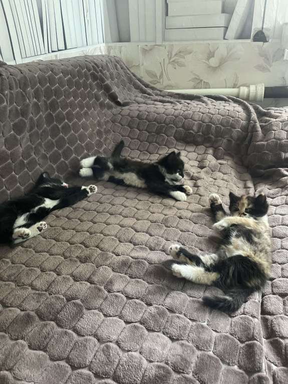 Кошки в Ростове-на-Дону: ⚜️Отдаю котенка в добрые руки⚜️ Мальчик, 150 руб. - фото 4