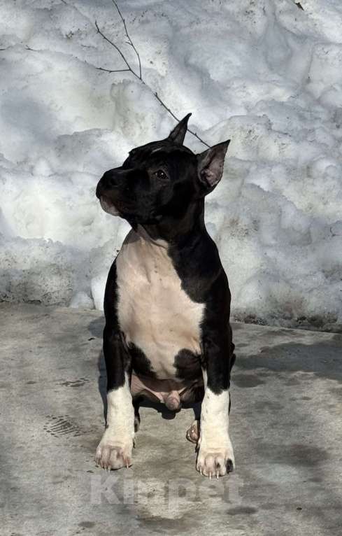 Собаки в Москве: Щенок американского стаффордширского терьера! Мальчик, 60 000 руб. - фото 2
