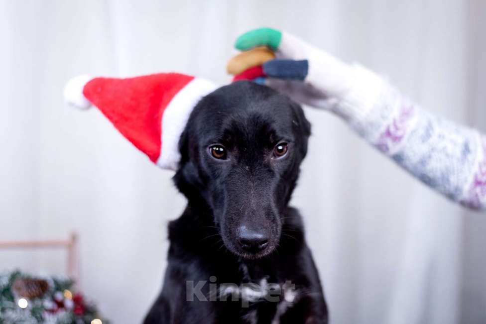 Собаки в других городах Московской области: Малыш в добрые руки  Мальчик, Бесплатно - фото 9