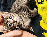 Кошки в Мытищах: Котики в добрые руки Девочка, Бесплатно - фото 1