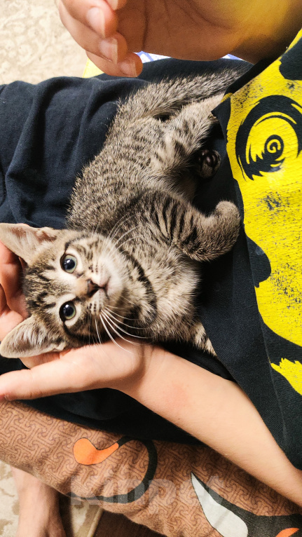 Кошки в Мытищах: Котики в добрые руки Девочка, Бесплатно - фото 1