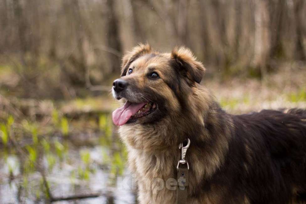 Собаки в Москве: Герда Девочка, Бесплатно - фото 2