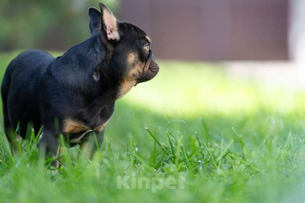 Собаки в других городах Московской области: Маленькая компактная девочка Девочка, 100 000 руб. - фото 3