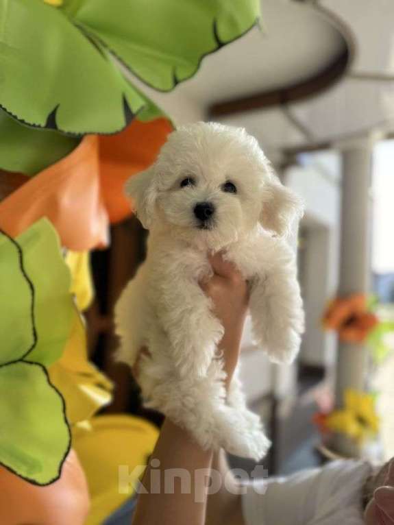 Собаки в Москве: Малыши Бишон фризе Мальчик, 85 000 руб. - фото 3