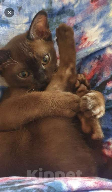 Кошки в Москве: Чистокровные котята европейской бурмы Мальчик, Бесплатно - фото 3